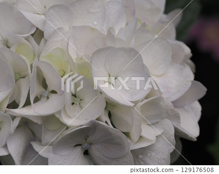 Hydrangea wet in the rain 129176508