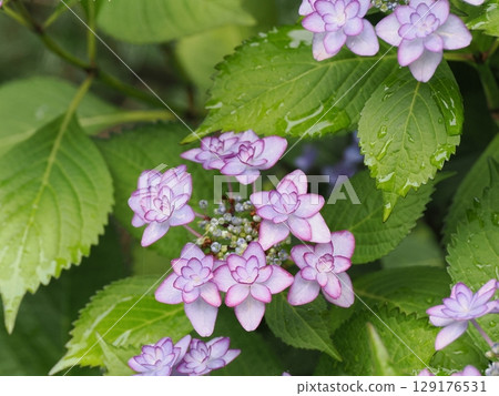 Hydrangea wet in the rain 129176531