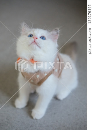 2 months old ragdoll kitten in cute dress standing on the floor, looking at the owner. domestic cat 2 months old ragdoll kitten in cute dress standing on the floor, looking at the owner. domestic cat 129176565