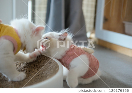 Two 2 months old, ragdoll kittens in cute dress, playing together. domestic cat 129176566