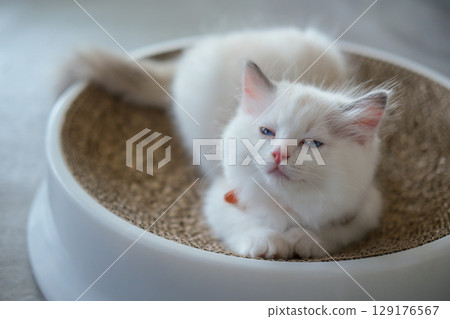 2 months old, sleepy ragdoll kitten laying on the cat scratching board, domestic cat 129176567