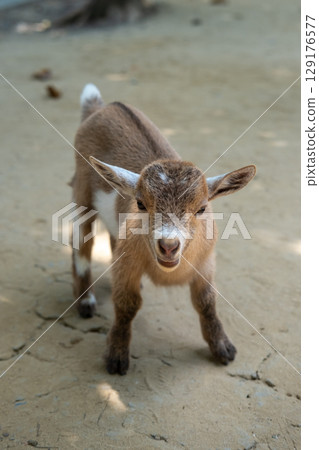 Brown kid, a baby goat standing on the floor 129176577