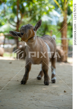 Brown kid, a baby goat standing on the floor 129176578