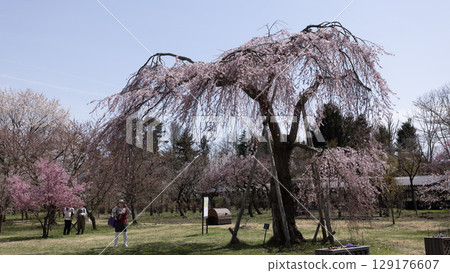 bloom, blossom, cherry blossom 129176607