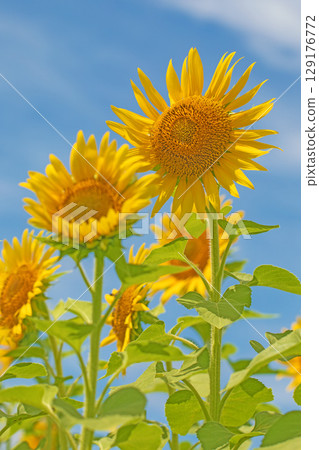 Flowers around the house, various in all seasons. Beautiful large sunflowers bloom against the blue sky in the flower garden on the farm. Flowers around the house, various in all seasons. Beautiful large sunflowers bloom against the blue sky in the flower garden on the farm. 129176772