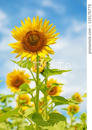 Flowers around the house, various in all seasons. Beautiful large sunflowers bloom against the blue sky in the flower garden on the farm. Flowers around the house, various in all seasons. Beautiful large sunflowers bloom against the blue sky in the flower garden on the farm. 129176778