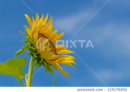 房子周圍四季都有各種鮮花。農場的花園裡,一朵朵美麗的向日葵在藍天的襯托下綻放。 房子周圍四季都有各種鮮花。農場的花園裡,一朵朵美麗的向日葵在藍天的襯托下綻放。 129176808
