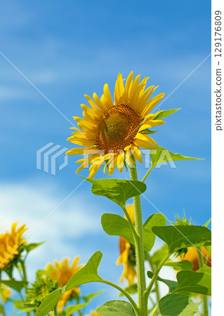 Flowers around the house, various in all seasons. Beautiful large sunflowers bloom against the blue sky in the flower garden on the farm. Flowers around the house, various in all seasons. Beautiful large sunflowers bloom against the blue sky in the flower garden on the farm. 129176809
