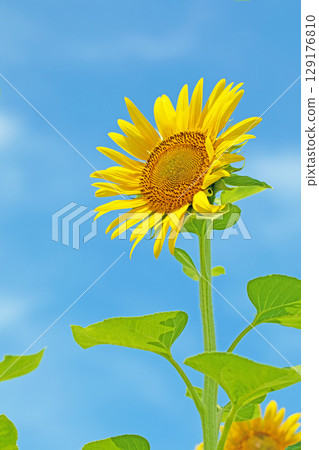 Flowers around the house, various in all seasons. Beautiful large sunflowers bloom against the blue sky in the flower garden on the farm. Flowers around the house, various in all seasons. Beautiful large sunflowers bloom against the blue sky in the flower garden on the farm. 129176810
