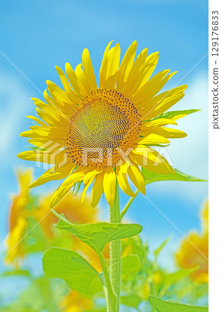 房子周圍四季都有各種鮮花。農場的花園裡，一朵朵美麗的向日葵在藍天的襯托下綻放。 129176833