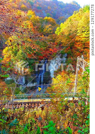 Omoshiroyama Momijigawa Valley Autumn leaves Yellow leaves Fujihana Falls Omoshiroyama Momijigawa Valley Autumn leaves Yellow leaves Fujihana Falls 129177278