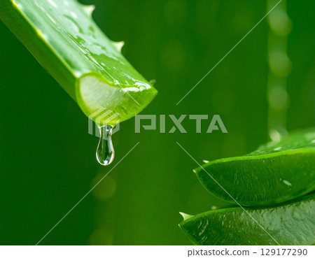 aloe gel dripping from a freshly cut aloe vera leaf 129177290
