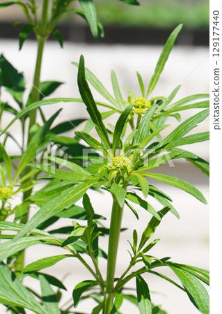 大美娜許的花蕾，2025年6月 129177440