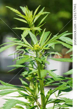 Flower buds of Ominaeshi, June 2025 129177441