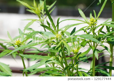 Flower buds of Ominaeshi, June 2025 Flower buds of Ominaeshi, June 2025 129177444