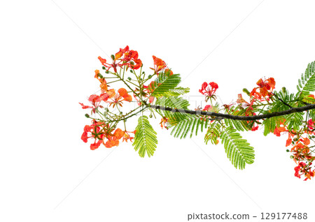 PNG of Royal Poinciana Flower Branch Red Blossoms and Green Leaves on Transparent Background. Royal Poinciana Branch with Red Blossoms and Green Leaves PNG of Royal Poinciana Flower Branch Red Blossoms and Green Leaves on Transparent Background. Royal Poinciana Branch with Red Blossoms and Green Leaves 129177488