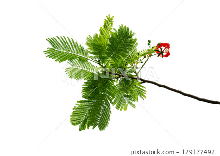 PNG of Royal Poinciana Flower Branch Red Blossoms and Green Leaves on Transparent Background. Royal Poinciana Branch with Red Blossoms and Green Leaves PNG of Royal Poinciana Flower Branch Red Blossoms and Green Leaves on Transparent Background. Royal Poinciana Branch with Red Blossoms and Green Leaves 129177492