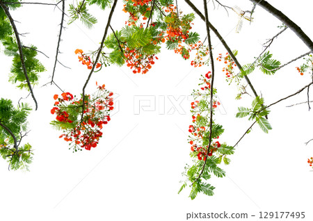 PNG of Royal Poinciana Flower Branch Red Blossoms and Green Leaves on Transparent Background. Royal Poinciana Branch with Red Blossoms and Green Leaves 129177495