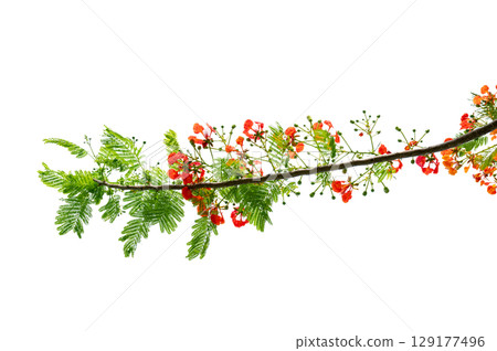 PNG of Royal Poinciana Flower Branch Red Blossoms and Green Leaves on Transparent Background. Royal Poinciana Branch with Red Blossoms and Green Leaves PNG of Royal Poinciana Flower Branch Red Blossoms and Green Leaves on Transparent Background. Royal Poinciana Branch with Red Blossoms and Green Leaves 129177496