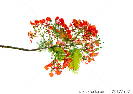 PNG of Royal Poinciana Flower Branch Red Blossoms and Green Leaves on Transparent Background. Royal Poinciana Branch with Red Blossoms and Green Leaves PNG of Royal Poinciana Flower Branch Red Blossoms and Green Leaves on Transparent Background. Royal Poinciana Branch with Red Blossoms and Green Leaves 129177507