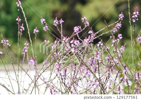 Vervain Flowers, June 2025 129177561