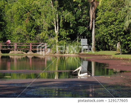Giant white birds soaring over the silent waters - Cairns Tropical Pelicans Giant white birds soaring over the silent waters - Cairns Tropical Pelicans 129177605