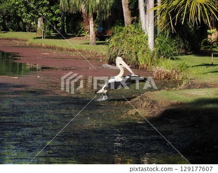 A giant white bird standing by the water - the intersection of tropical serenity and life in Cairns 129177607