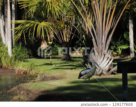Giant White Birds Floating in Tropical Silence - Pelicans and the Poetry of Water in the Cairns Rainforest Giant White Birds Floating in Tropical Silence - Pelicans and the Poetry of Water in the Cairns Rainforest 129177608