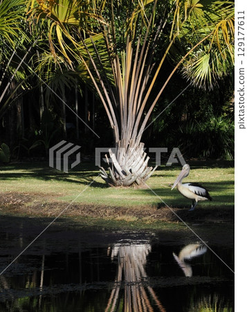 A White Traveler Standing at the Gate of Fan Leaves - A Dialogue Between Feathers and Still Water in the Tropics of Cairns 129177611
