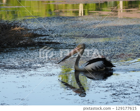 White wakes reflected in still water - Pelicans and lingering greenery in the Cairns rainforest White wakes reflected in still water - Pelicans and lingering greenery in the Cairns rainforest 129177615