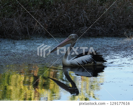 White wakes reflected in still water - Pelicans and lingering greenery in the Cairns rainforest 129177616