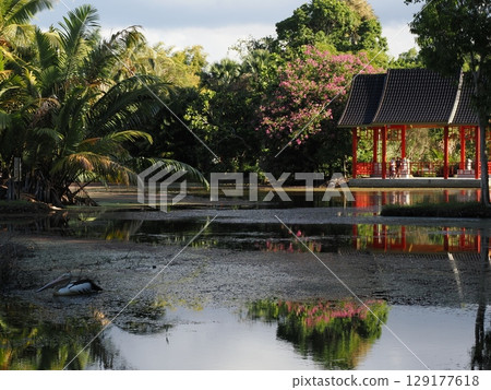 一位白人旅人佇立在寂靜的水邊－凱恩斯雨林的涼亭與鵜鶘 129177618