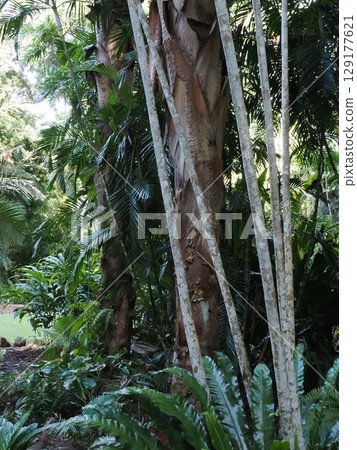 Green Corridor - Silence and Light on the Cairns Rainforest Boardwalk 129177621