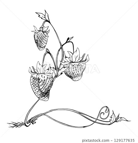 Strawberry on stems with vines tendrils, hanging ripe garden berry pineberry strasberry snakeberry hand drawn in vector ink. Isolated botanical illustration. Farmers market, eco gardening calendar 129177635