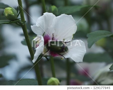夏日花園中白色芙蓉花與綠色聖甲蟲的邂逅 129177845