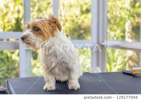 Jack Russell dog is peeking at the camera . Jack Russell dog is peeking at the camera . 129177848