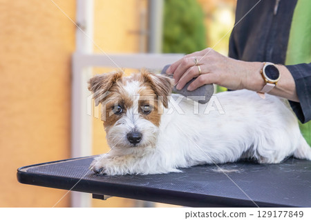 Jack Russell dog looking at the calera is groomed by a trimming stone. 129177849