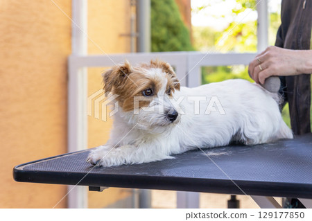 Jack Russell dog lying on a table is being groomed by a trimming stone. 129177850
