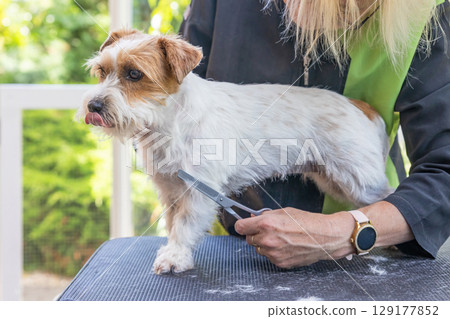 Jack Russell dog with tongue out is standing on a grooming table. 129177852