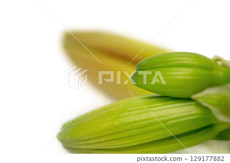 Close-up view of the green buds of the Hemerocallis Crimson Pirate flower. Close-up view of the green buds of the Hemerocallis Crimson Pirate flower. 129177882