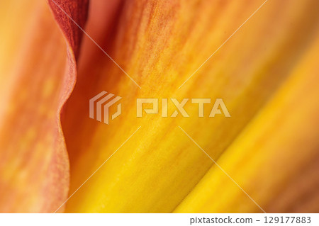 Floral background. Macro abstract floral detail of the flower. 129177883