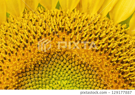 Focused macro photo of sunflower stubble lined with stamens and pistils. 129177887