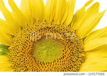 Overall view of a blooming sunflower. Overall view of a blooming sunflower. 129177888