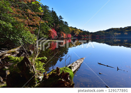 Shirakomi Pond in Autumn: Autumn leaves reflected in the water 129177891
