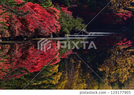 秋季白子池:水中倒映的紅葉 秋季白子池:水中倒映的紅葉 129177905