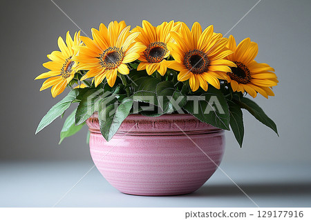 Aesthetic of plants in pot.  Sunflower plant in ceramic pot with yellow flowers on a white background. Cottage garden. 129177916