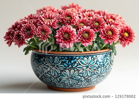 Beauty plant in pot. Chrysanthemums bush with fleshy leaves and red flowers. 129178002