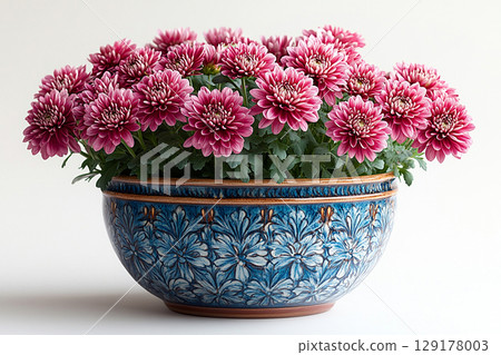 Perfect for a plant shops. Chrysanthemums bush with fleshy leaves and red flowers. 129178003