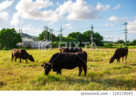奶牛在牧場上吃草 129178045