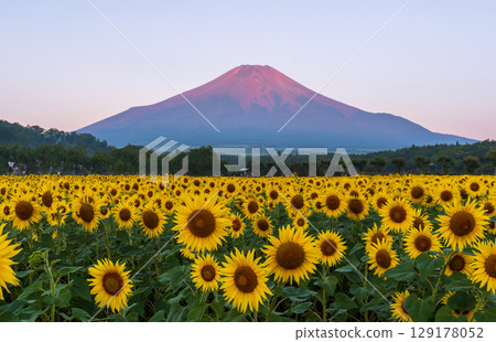 Red Fuji at dawn from the sunflower fields of Hananomiyako Park in Yamanakako Village 129178052